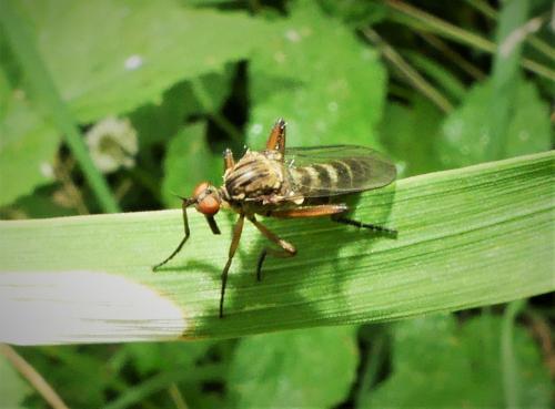 Empis livida